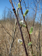 Salix caprea