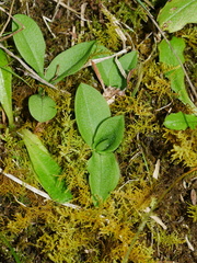 Pterostylis foliata