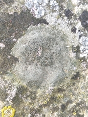 Lecanora campestris