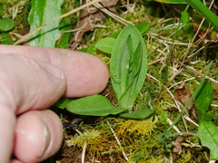 Pterostylis foliata