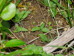 Pterostylis foliata