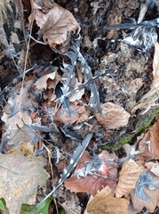 Dendrocopos major