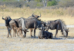 Connochaetes taurinus taurinus