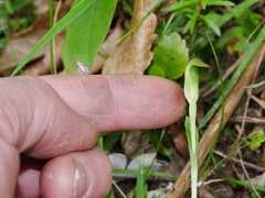 Pterostylis foliata