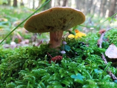 Xerocomellus pruinatus