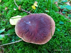 Xerocomellus pruinatus