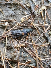 Platydracus fossator