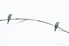 Merops viridis