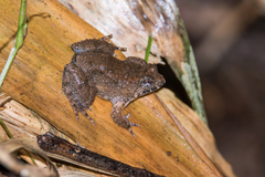 Occidozyga martensii