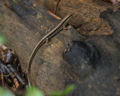 Sphenomorphus maculatus