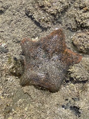 Patiriella regularis