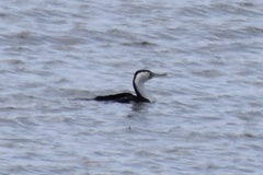 Phalacrocorax varius