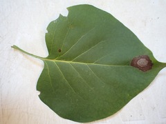 Ascochyta