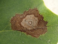 Ascochyta