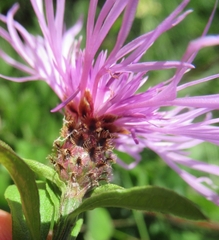 Centaurea nigrescens