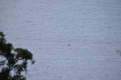 Phalacrocorax varius