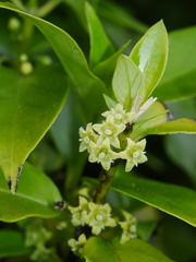 Geniostoma ligustrifolium ligustrifolium