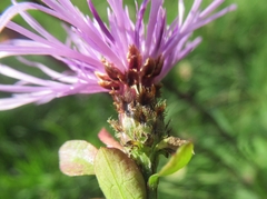 Centaurea nigrescens