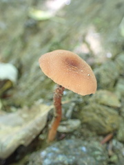 Laccaria laccata