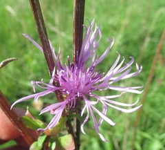 Centaurea nigrescens