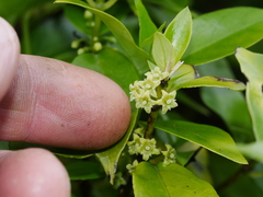Geniostoma ligustrifolium ligustrifolium