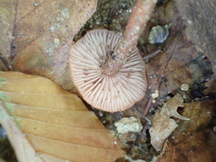 Laccaria laccata