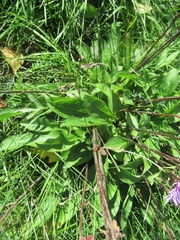 Centaurea nigrescens