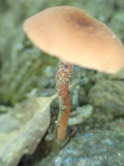 Laccaria laccata
