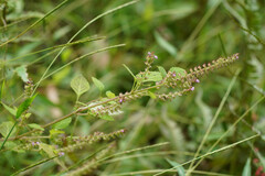 Perilla frutescens