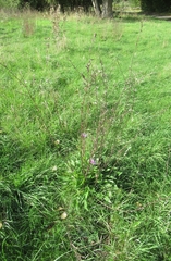 Centaurea nigrescens