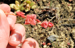 Crassula capitella