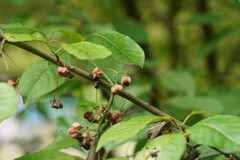Euonymus hamiltonianus sieboldianus