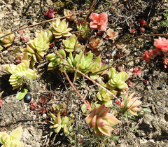 Crassula capitella