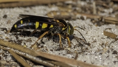 Bicyrtes insidiatrix