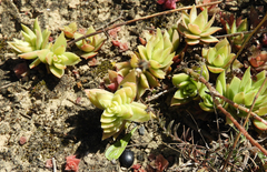 Crassula capitella