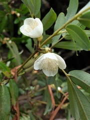 Eucryphia moorei