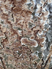 Coniophora puteana