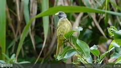 Spizixos semitorques