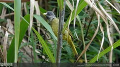 Spizixos semitorques