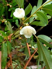 Eucryphia moorei