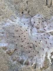 Desmonema gaudichaudi