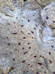 Desmonema gaudichaudi