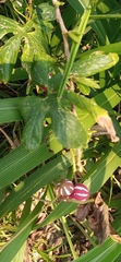 Diplocyclos palmatus
