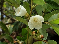 Eucryphia moorei