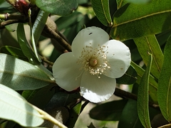 Eucryphia moorei