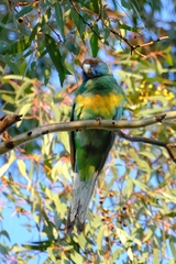 Barnardius zonarius