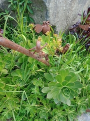 Aeonium
