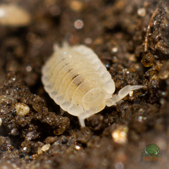 Platyarthrus hoffmannseggii