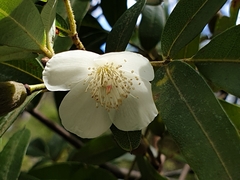 Eucryphia moorei