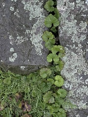 Glechoma hederacea